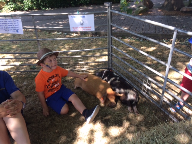 fun day - pigs